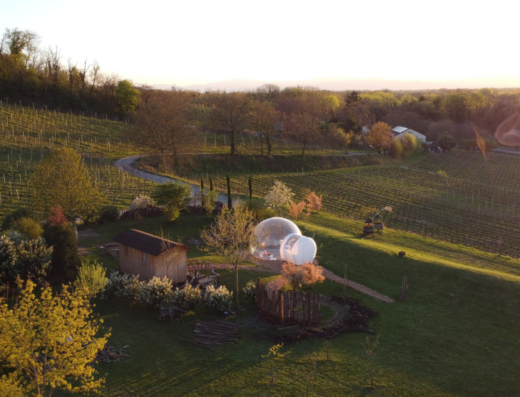 Bubble Tent Kaiserstuhl Weinrebe