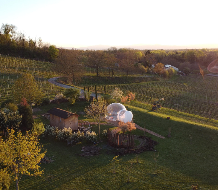 Bubble Tent Kaiserstuhl Weinrebe